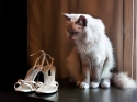 Wedding Photographer